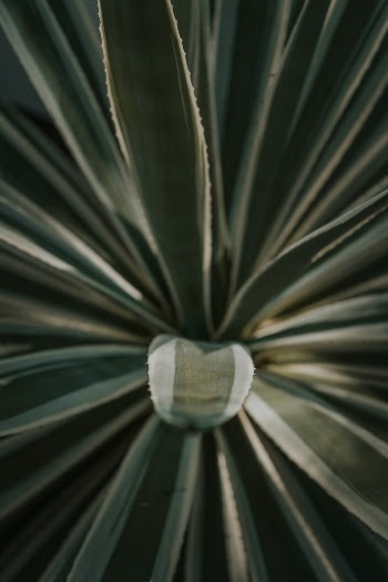 Nature’s Tongue