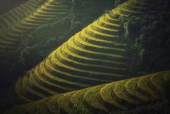 Nature scenery, forest,garden, green trees | Free Photo - rawpixel
