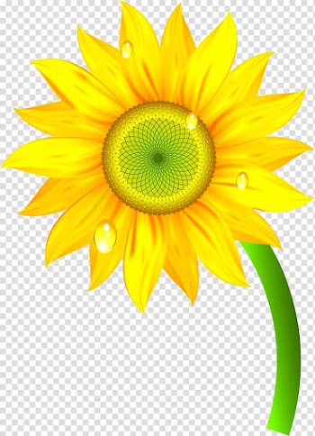 Nature , sunflower transparent background PNG clipart