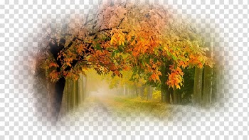 Nature Tree Desktop , tree transparent background PNG clipart