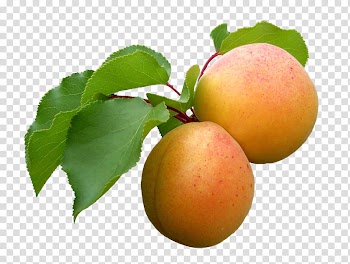 Nature, two yellow-and-red peach fruits transparent background PNG clipart