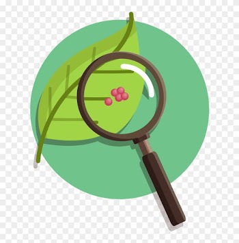 Nature Vs Nurture Debate Essay Articles To Pdf 12 Nature - Nature Vs Nurture Transparent