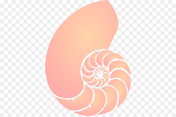 Nautilidae Clip art Seashell Coral Openclipart - seashell 