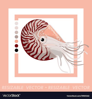 nautilus