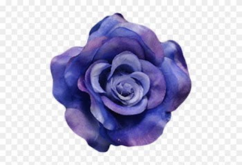 Navy Blue - Garden Roses