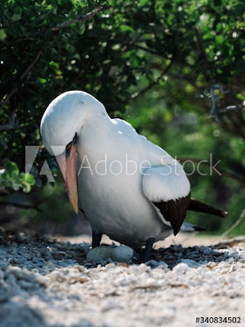 Nazca Booby bird
