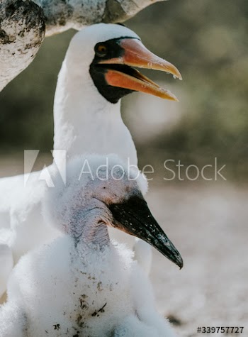 Nazca Booby birds