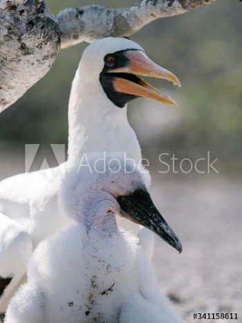 Nazca Booby birds