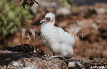 Nazca booby chick