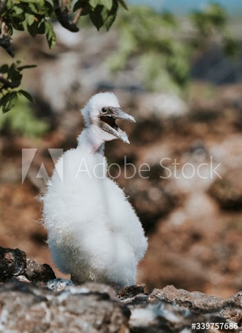 Nazca booby chick