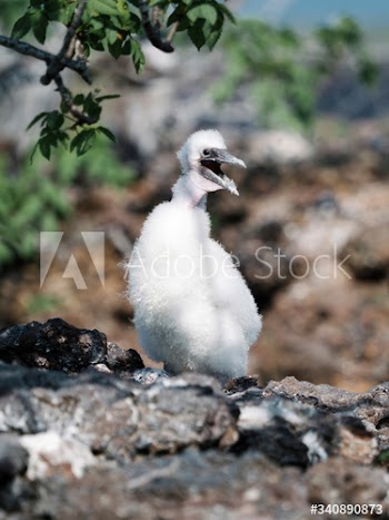 Nazca booby chick