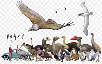 Near horn beast Elephant bird Animal Rhinoceros - bird 