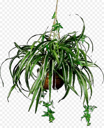 Nearly Natural Spider Plant Hanging Basket Chlorophytum comosum Plants Nearly Natural, Inc. -  