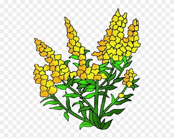 Nebraska State Flower - Kentucky State Flower Clipart