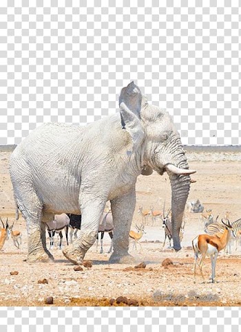 Nebrownii Hills Like White Elephants Etosha National Park, White elephant world transparent background PNG clipart