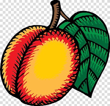 Nectarine , hand painted cartoon mid-autumn festival transparent background PNG clipart