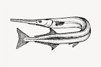 Needlefish drawing, vintage illustration psd. | Free PSD - rawpixel