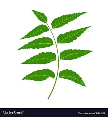neem leaves