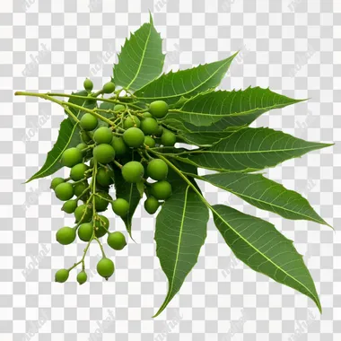 Neem Tree: Green Leaves and Fruiting Insights