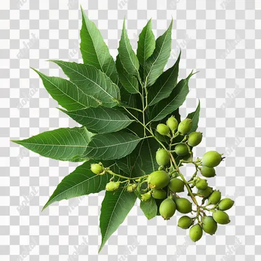 Neem Tree: Green Leaves and Fruits of Azadirachta indica