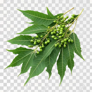 Neem Tree: Green Leaves and Fruits of Azadirachta Indica