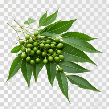 Neem Tree: Green Leaves and Fruits of Azadirachta indica