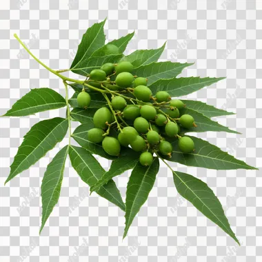 Neem Tree: Green Leaves and Fruits of Azadirachta indica