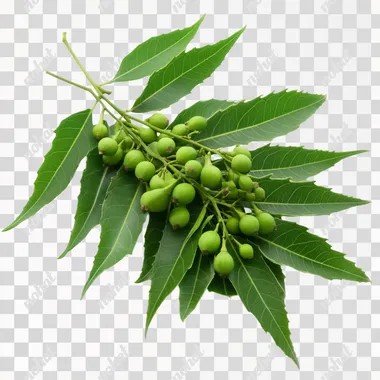 Neem Tree: Green Leaves and Vibrant Fruits