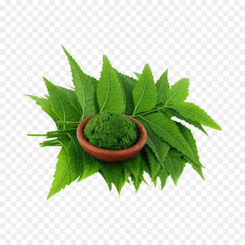 Neem Tree Neem oil Extract Plant - neem leaf 