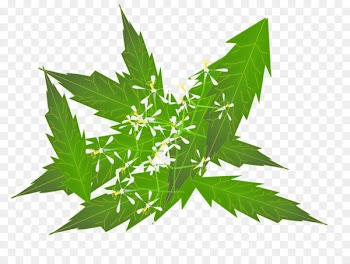 Neem Tree Neem oil Herb Ayurveda Clip art - Herbs 