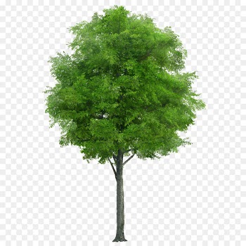 Neem Tree Neem oil Swietenia Chinaberry - tree png image 