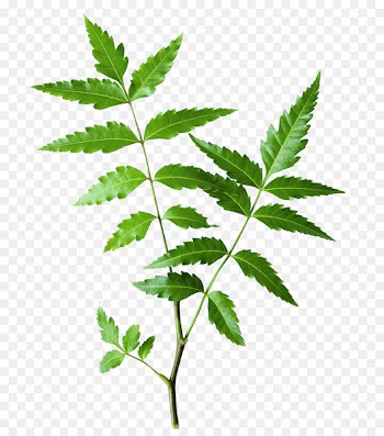 Neem Tree The Himalaya Drug Company Neem oil Ayurveda Herb - Neem Oil 