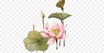 Nelumbo nucifera 2012 Lotus Evora Illustration - Watercolor lotus lotus 