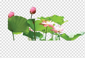 Nelumbo nucifera Aquatic plant Lotus effect, Lotus lotus leaf transparent background PNG clipart