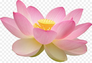 Nelumbo nucifera Aquatic Plants Egyptian lotus Lilium Flower - water lilies 