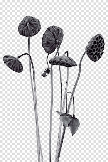 Nelumbo nucifera Budaya Tionghoa Lotus effect Icon, Shower transparent background PNG clipart