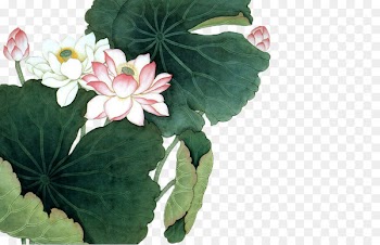 Nelumbo nucifera Chinese painting Chinese art Poster - Lotus Lotus lotus leaf 