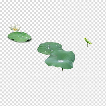 Nelumbo nucifera Computer file, Small white lotus and lotus leaf transparent background PNG clipart