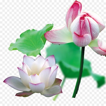 Nelumbo nucifera Cut flowers Bud Plant stem Annual plant - Lotus in full bloom 
