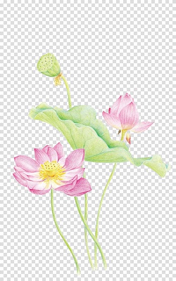 Nelumbo nucifera Designer Floral design , Lotus transparent background PNG clipart