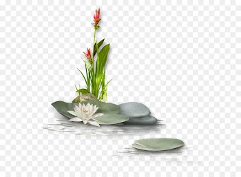 Nelumbo nucifera Download Flower - Lotus with stone 