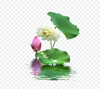 Nelumbo nucifera Download - Lotus lotus 