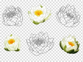 Nelumbo nucifera Drawing Watercolor painting Croquis, Hand-painted lotus transparent background PNG clipart