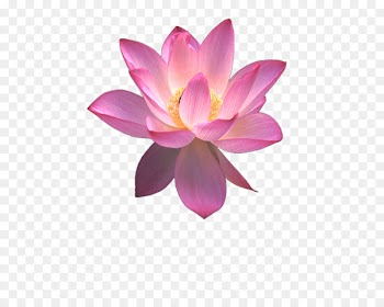 Nelumbo nucifera Egyptian lotus Clip art - lotus 