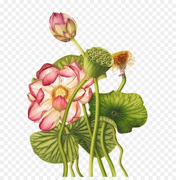 Nelumbo nucifera Egyptian lotus Exotic Botany Botanical illustration - Lotus 