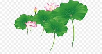 Nelumbo nucifera Euclidean vector Leaf - Vector lotus leaf and lotus 