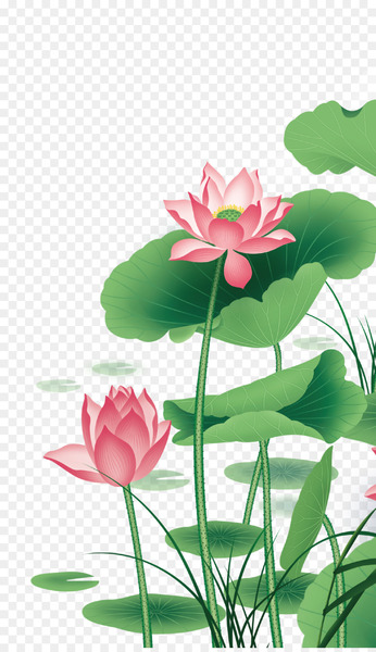 Nelumbo nucifera Euclidean vector - Lotus Vector 