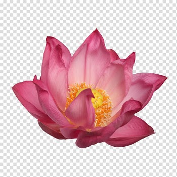 Nelumbo nucifera Flower bouquet, Bouquet of flowers painted transparent background PNG clipart