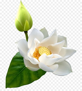 Nelumbo nucifera Flower Clip art - Lotus PNG HD 