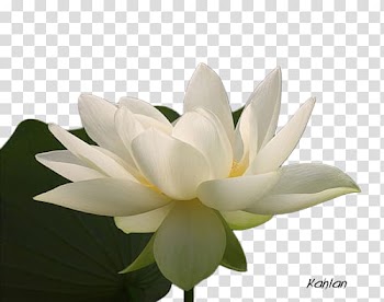 Nelumbo nucifera Flower Floral design Watercolor painting, flower transparent background PNG clipart
